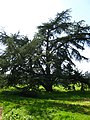 cedr atlaský (Cedrus atlantica)