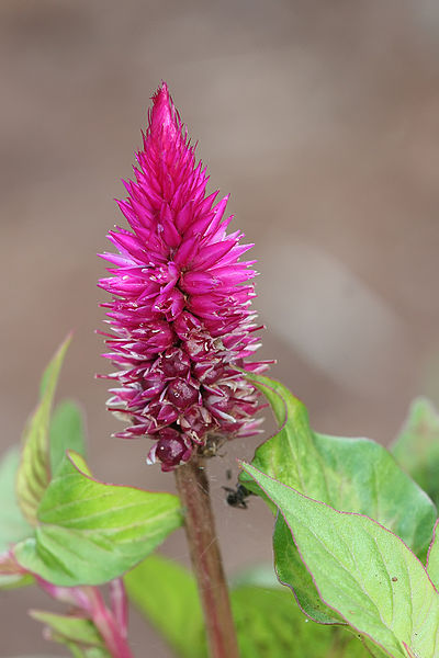 File:Celosia spicata.jpg