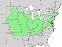 Celtis occidentalis range map 5.png