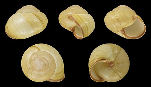 Cepaea hortensis var. lutea lutescens concolor fuscolabris