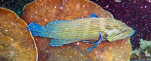 Cephalopholis formosa - Blue-lined grouper - Ko Tao, Thailand 1674.jpg