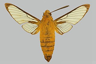 <i>Cephonodes xanthus</i> Species of moth