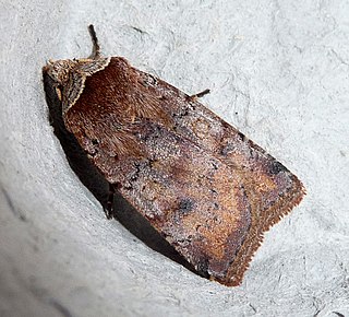 <i>Cerastis faceta</i> Species of moth