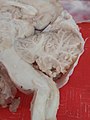 Cerebellum sheep brain.jpg