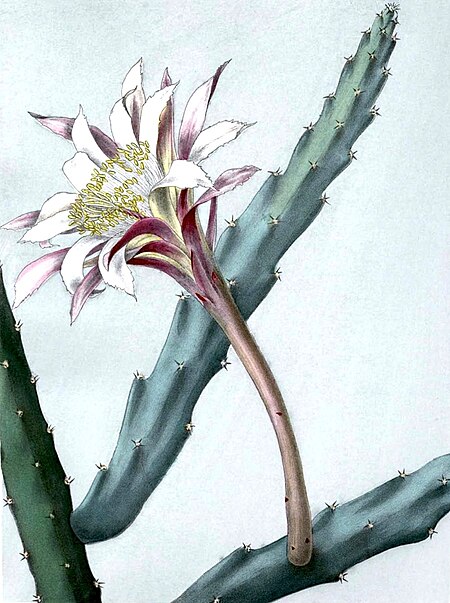 Tập_tin:Cereus_spegazzinii_BlKakteenT107.jpg