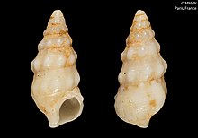 Cerithium renovatum (MNHN-IM-2000-32440) 001.jpeg