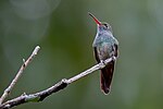 Thumbnail for Charming hummingbird