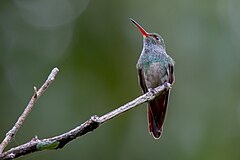 Description de l'image Charming_hummingbird_(33153349413).jpg.