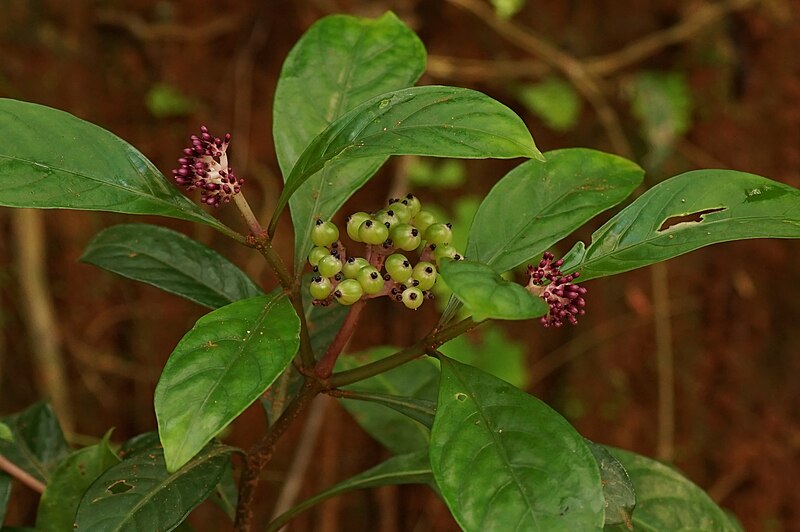 File:Chassalia curviflora 06588.JPG