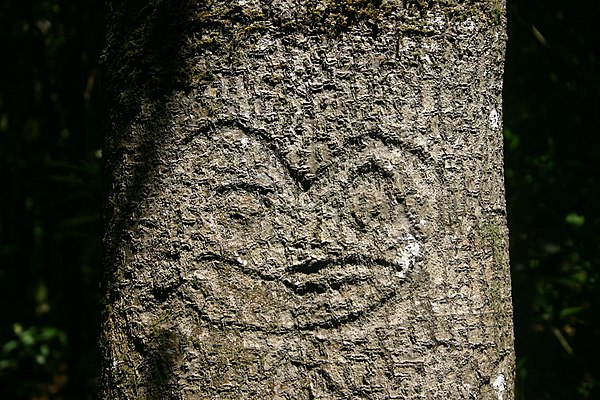 Moriori tree carving or dendroglyph