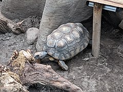 Chelonoidis denticulatus in Ouwehands Dierenpark.jpg