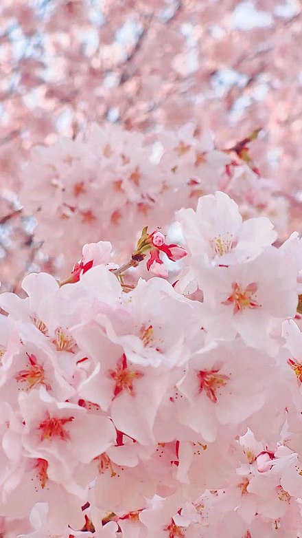 Cherry blossom appearance.jpg