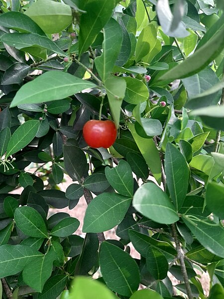 File:Cherry s.jpg