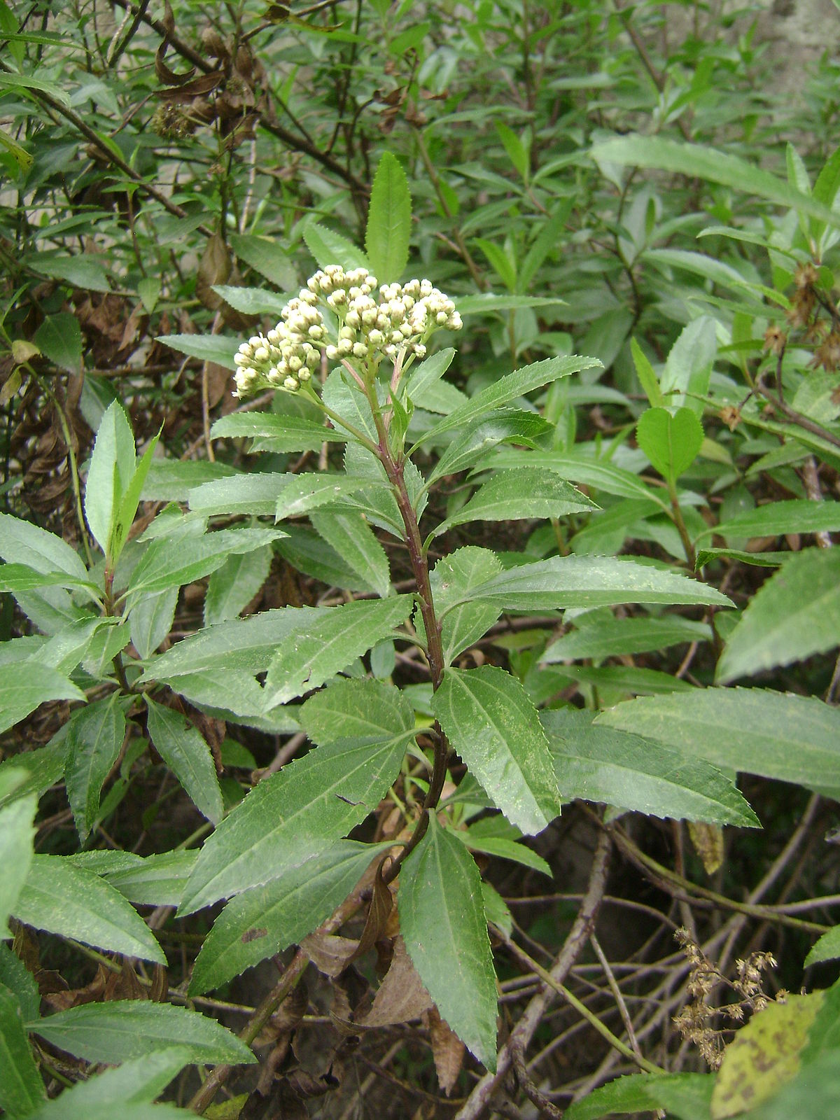 Baccharis Latifolia Wikipedia La Enciclopedia Libre