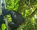 Chimpanzé de Bossou 19.jpg