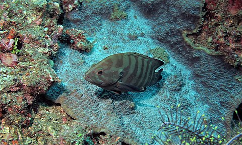 Eungkôt geurapèe bani abèe (Cephalopholis boenak) di Seulat Lembeh, Minahasa (rayek gamba: 4.416 × 2.649)