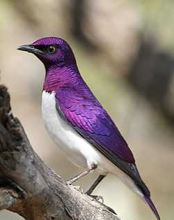 250px-Cinnyricinclus_leucogaster%2C_Pilanesberg_1.jpg