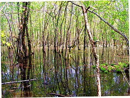 A typical piscina in the park's plain forest. Circeo.jpg