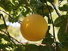 Pomelo