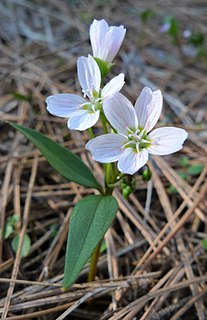 <i>Claytonia lanceolata</i> Species of flowering plant