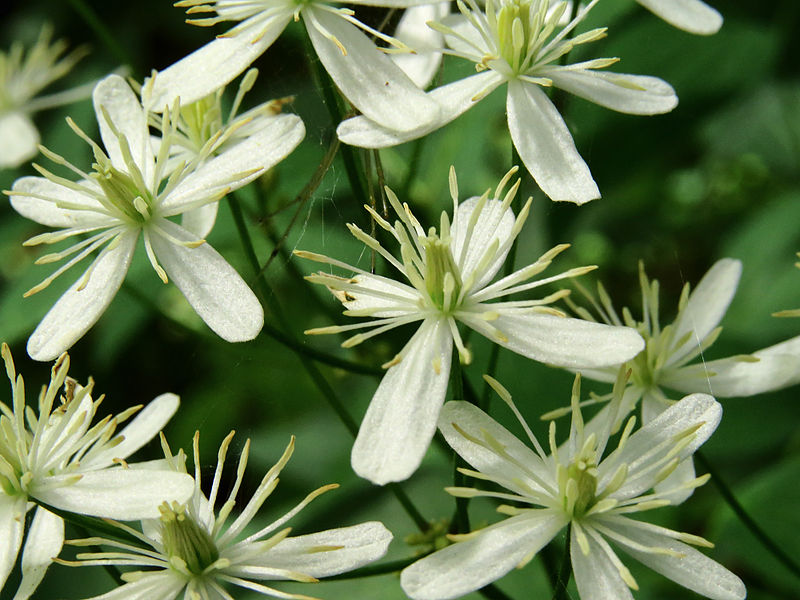 File:Clematis recta Kiev3.JPG