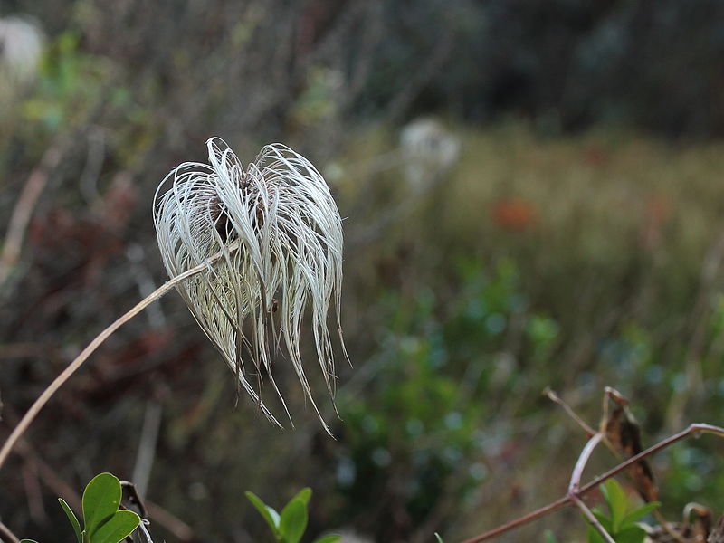 File:Clematis tangutica (zaadpluis) 02.JPG