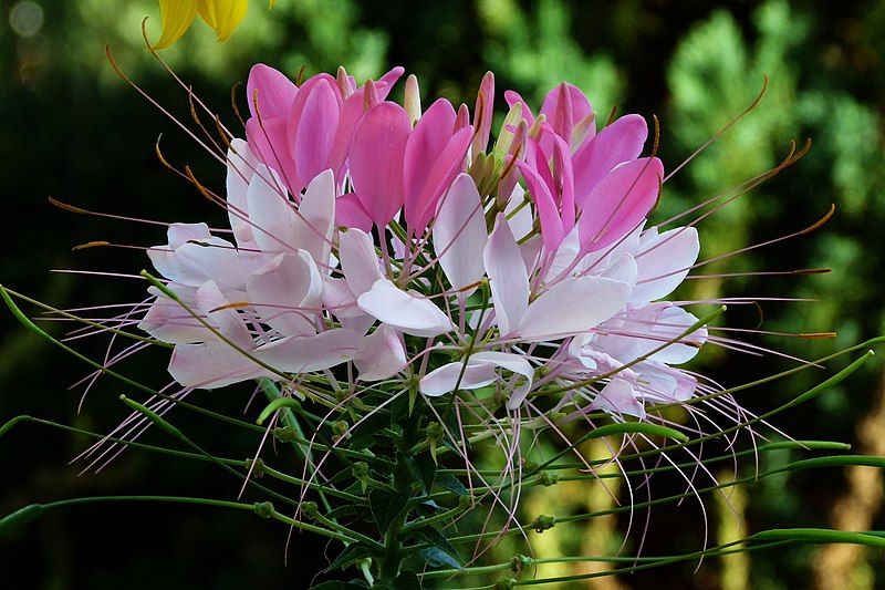 File:Cleome spinosa, flower.jpg