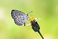 * Nomination Close wing Nectering of Pseudozizeeria maha (Kollar, 1844) - Pale Grass Blue WLB --Anitava Roy 08:48, 25 June 2023 (UTC) * Promotion  Support Good quality. --MB-one 08:16, 2 July 2023 (UTC)