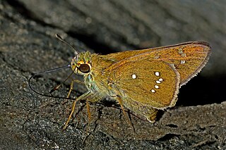 <i>Pelopidas assamensis</i> Species of butterfly