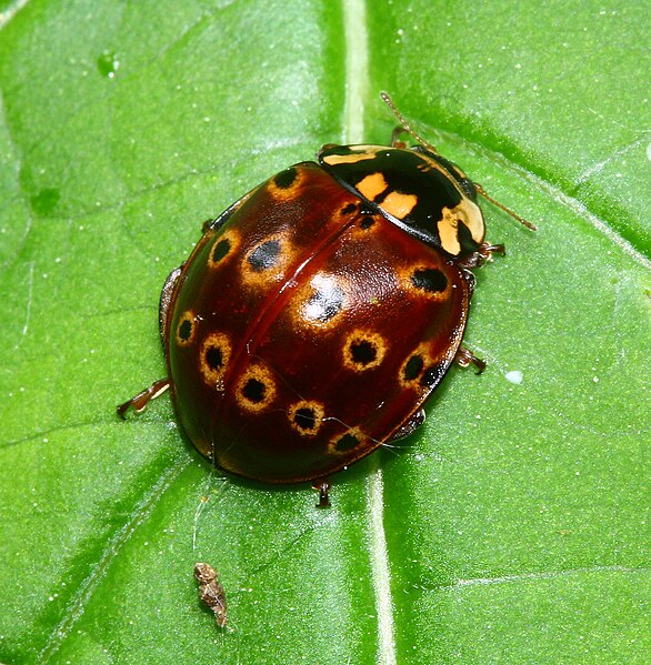 File:Coccinellidae (9031569403).jpg