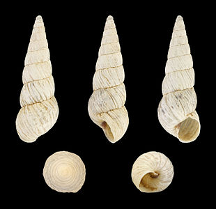 Cochlicella acuta raphidia (Pale form)