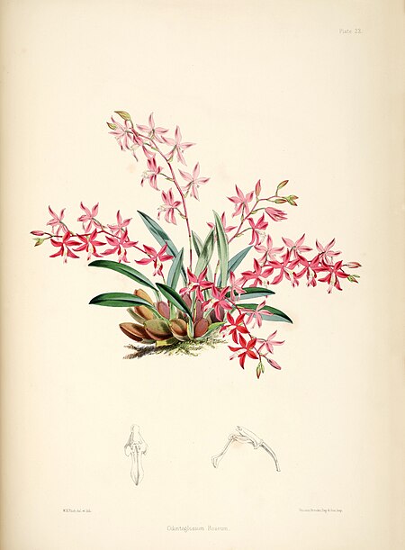 Tập_tin:Cochlioda_rosea_(as_Odontoglossum_roseum)_-_pl._22_-_Bateman,_Monogr.Odont.jpg