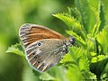 Coenonympha glycerion (Borkhausen, 1788)