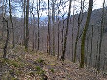 Blick auf eine bewaldete Landschaft: Ein Hang fällt zu einem Tal hin ab.