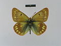 ♂ dorsal side