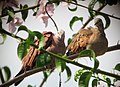 Columbina talpacoti Tortolita rojiza Ruddy Ground-Dove (6218390689).jpg