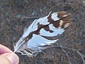 Common buzzard feather (Buteo buteo), 2016-09-25.