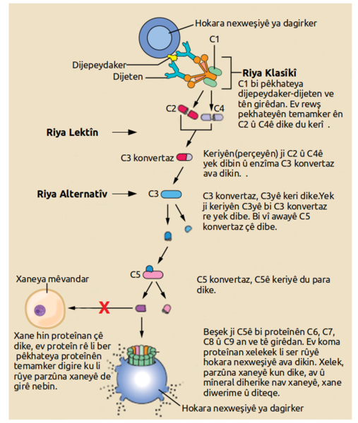 File:Complement pathway ku.png