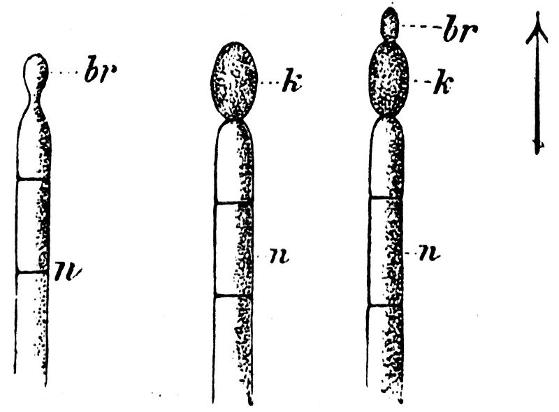 File:Conidium formation 2, Otto's Encyclopedia.jpg