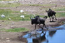 Blue wildebeest inhabit places where water is available Connochaetes taurinus anagoria.JPG