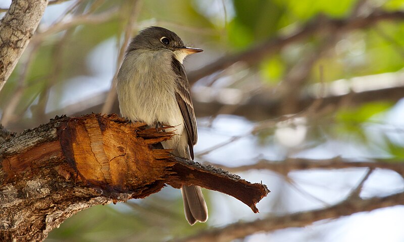 File:Contopus caribaeus Andros Bahamas.jpg