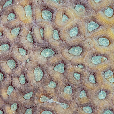 Coral (Favia favus), Red Sea, Egypt.