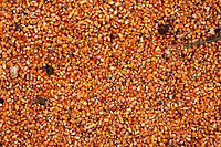 Shelled kernels on the floor at Edale visitor centre, UK