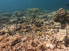 Coron Youth Club Beach corals 6