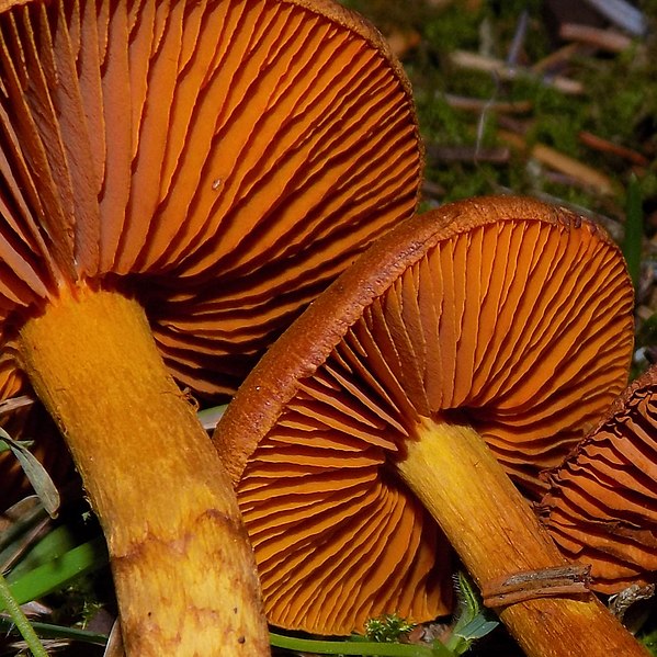 File:Cortinarius speciosissimus Kühner & Romagn 713886.jpg