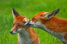 Couple de Renards roux.