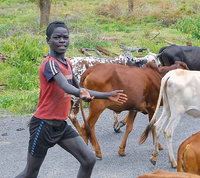 File:Cow Boy, Banna Tribe (8156909934).jpg