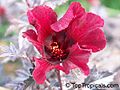 Jeune fleur d'Hibiscus acetosella