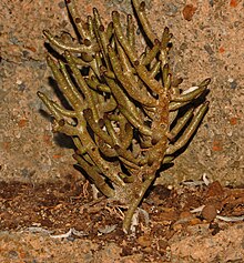 Crassulaceae - Tylecodon buchholzianus.JPG