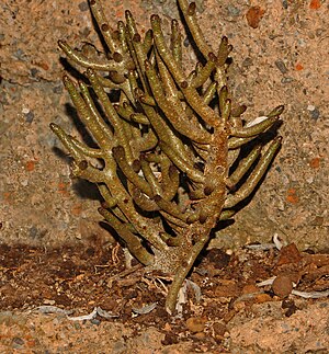 Tylecodon Buchholzianus: Plantspesie